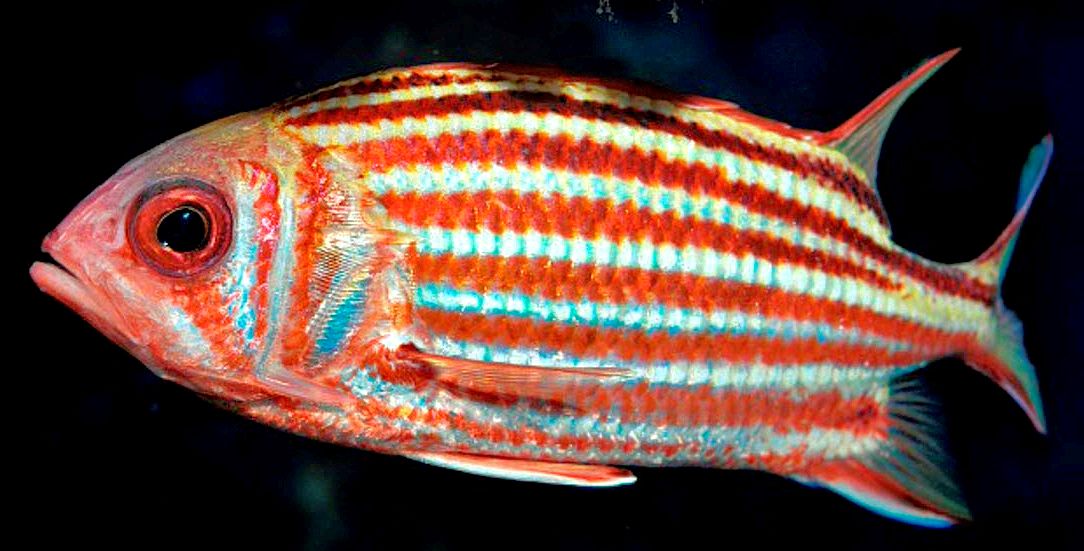 Sargocentron rubrum_04.jpg